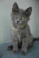 ALECTO