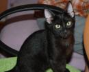 BLACKIE
