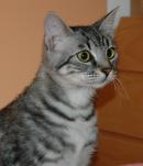 CVETKA