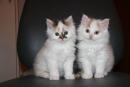 Diamond&Pearl