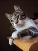 JACK