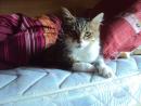 TOMI