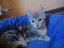 MISSY