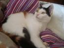 ROSIE
