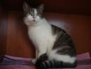 INES