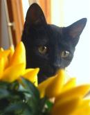LIZA