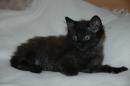 GREMLA