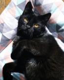 HUGO