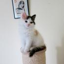 PIXIE