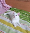 SUGAR WHITE