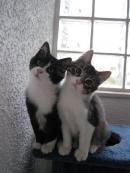 Bacio & Bumber