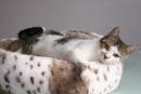 KITTY