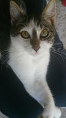 MARU