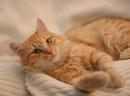 GARFI