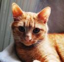 MIRKO