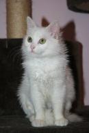 MISSY