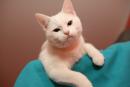 NERON