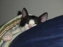 AMY