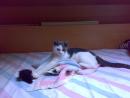 TOMI