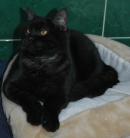 SAMSON
