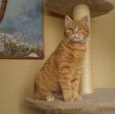 SILVEK