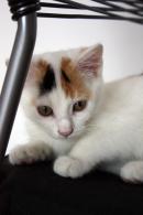 SUKI