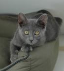 TYCHE