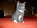 WILLIAM